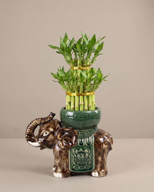 Trunk-up Tower two-tier lucky bamboo in chocolate-and-tan ceramic elephant, studio