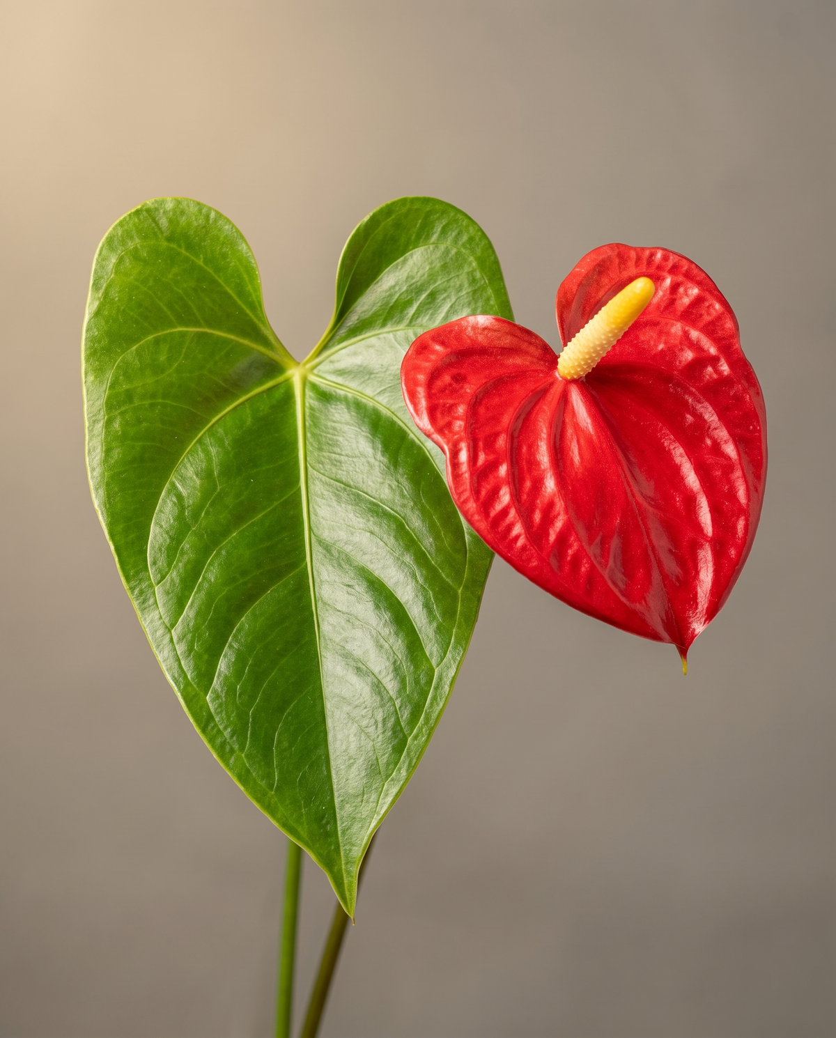 Anthurium red spathe and glossy heart leaf, close-up