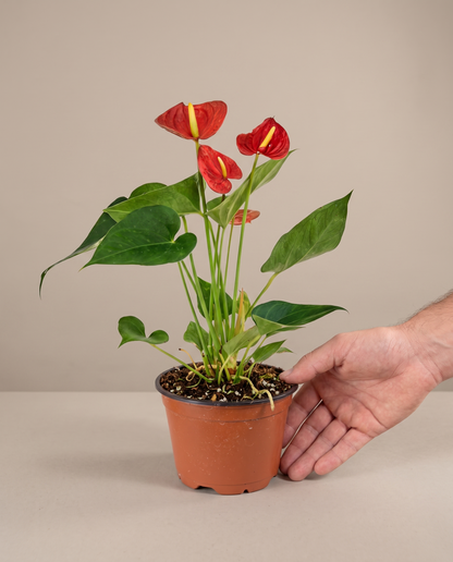 Hand beside a 4–5-inch Anthurium in a grow pot