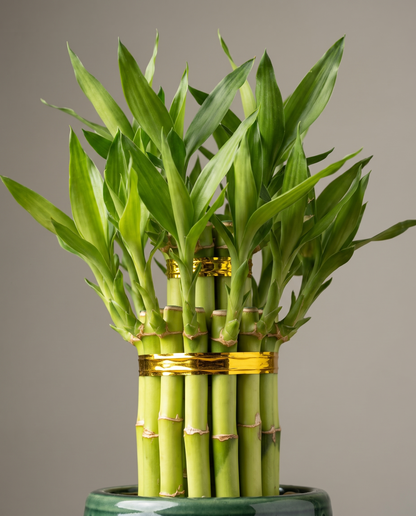 Lucky-bamboo cane and gold tie macro, Trunk-up Tower