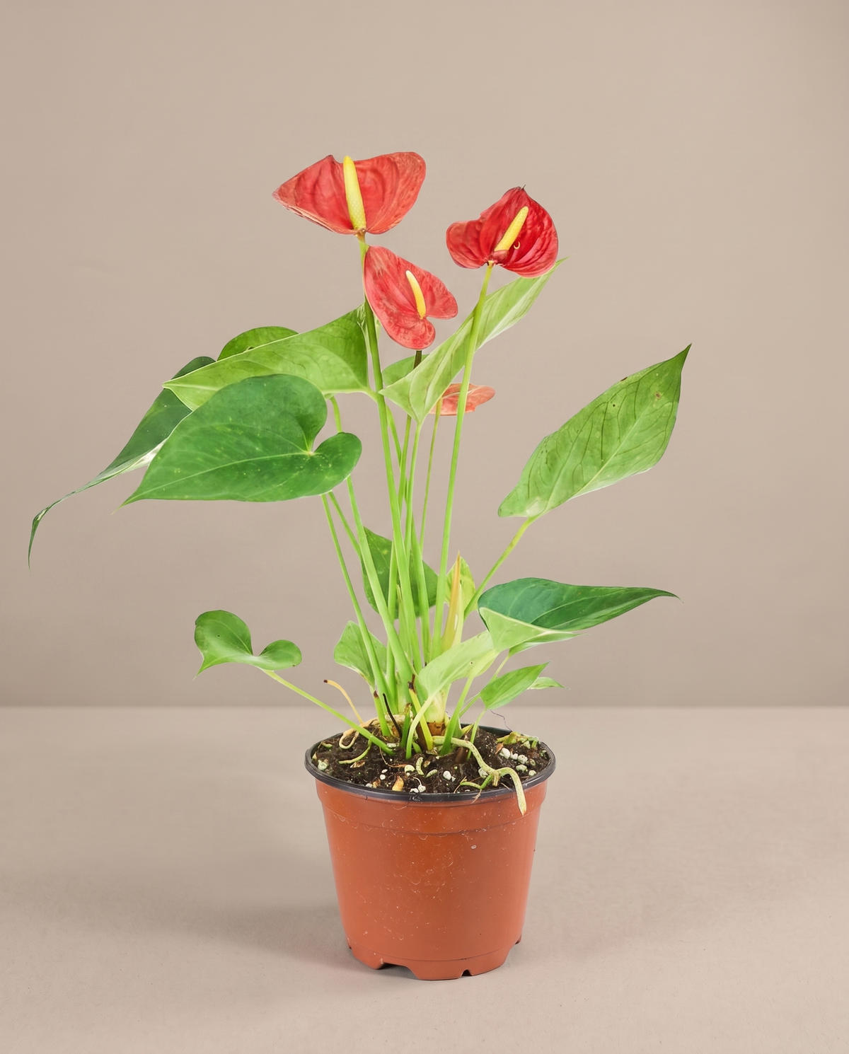 Anthurium in a 4–5-inch grow pot, three-quarter studio