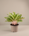 6”Aglaonema Sparkling Sarah