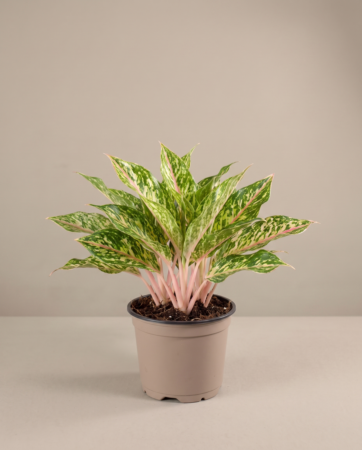 Aglaonema Sparkling Sarah in a 6-inch grow pot, studio, pink stems