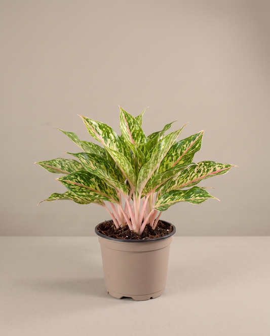 Aglaonema Sparkling Sarah in a 6-inch grow pot, studio, pink stems
