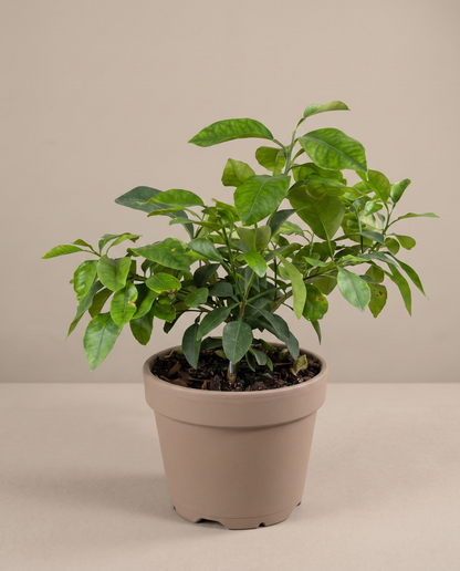 Grapefruit in an 8-inch grow pot, three-quarter studio