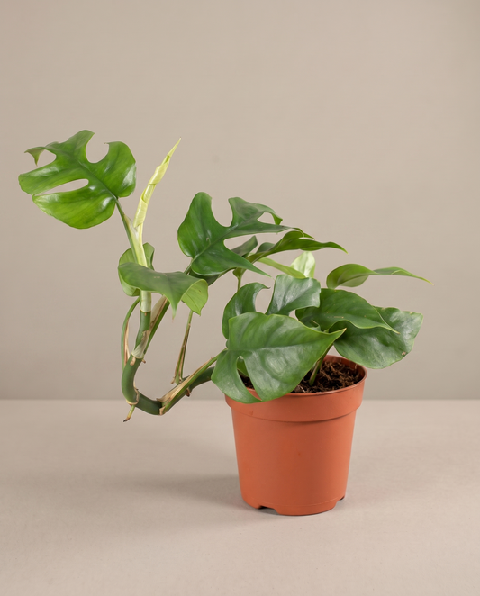 Dwarf Monstera Rhaphidophora in a 5-inch grow pot, studio