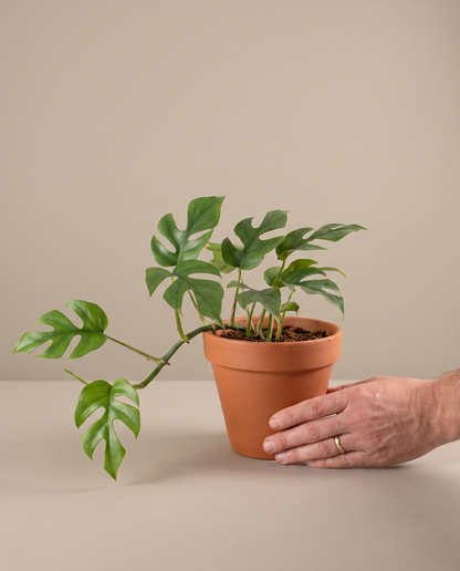 Hand beside a 5-inch Dwarf Monstera in a grow pot