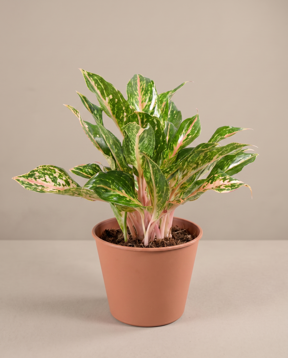 Sparkling Sarah in a 6-inch grow pot, three-quarter studio