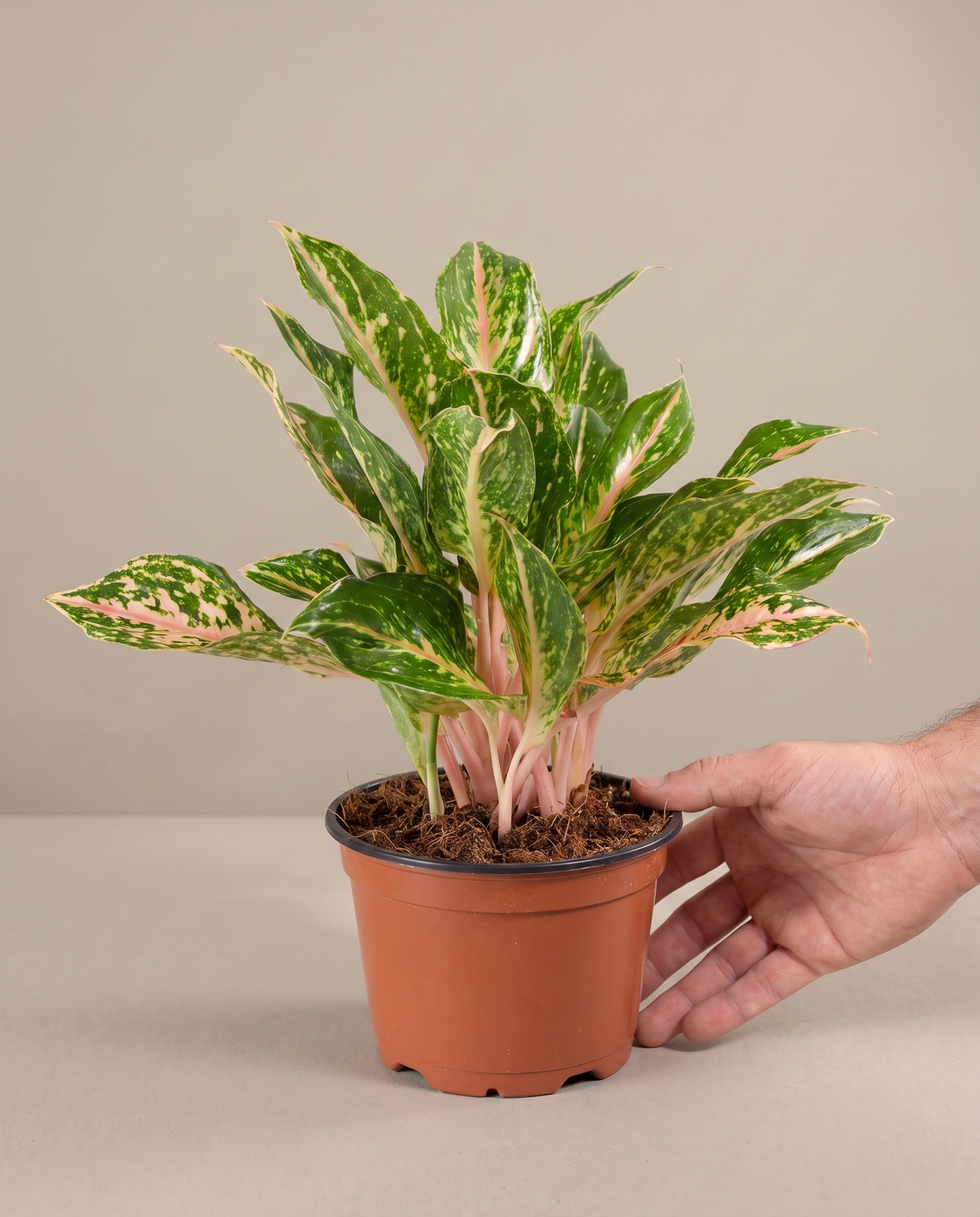 Hand beside a 6-inch Sparkling Sarah in a grow pot