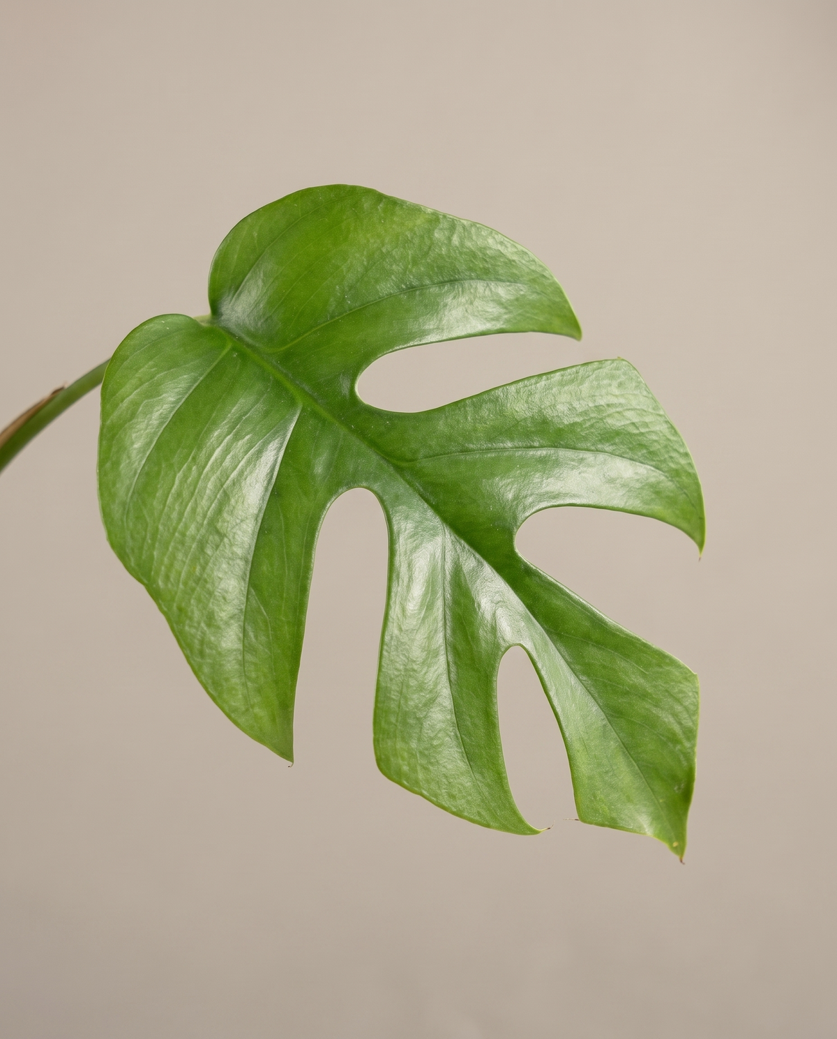 Mini fenestrated Rhaphidophora leaf, close-up