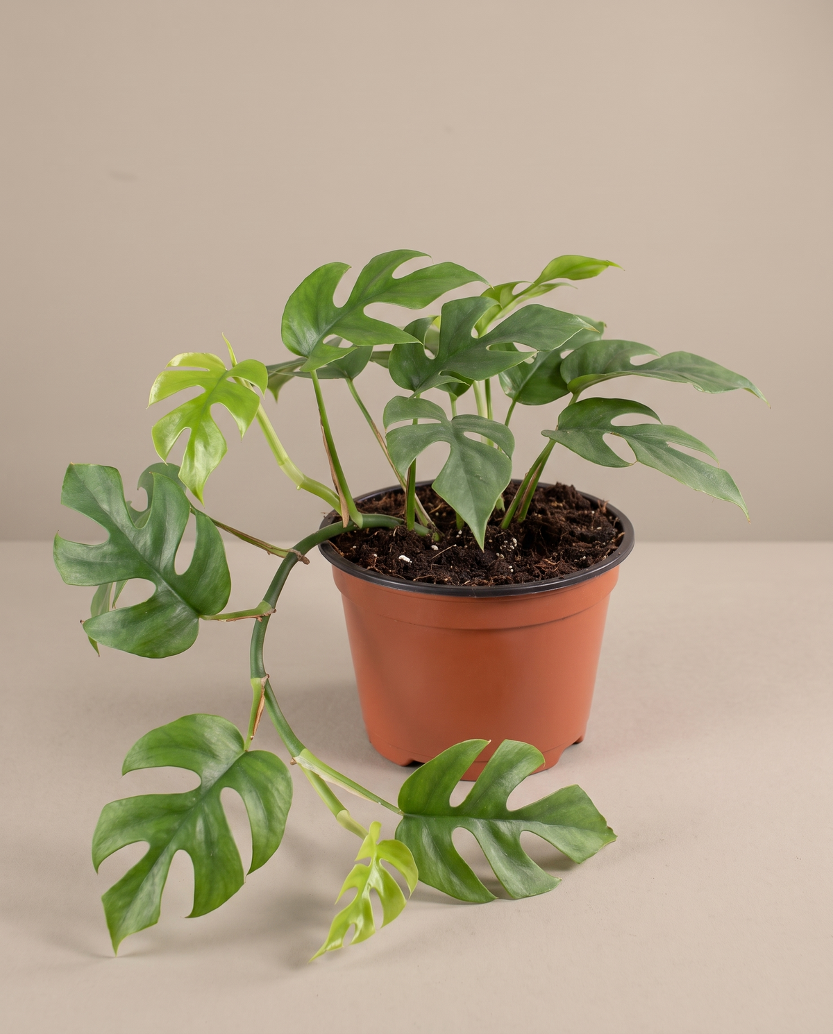 Dwarf Monstera in a 5-inch grow pot, three-quarter studio