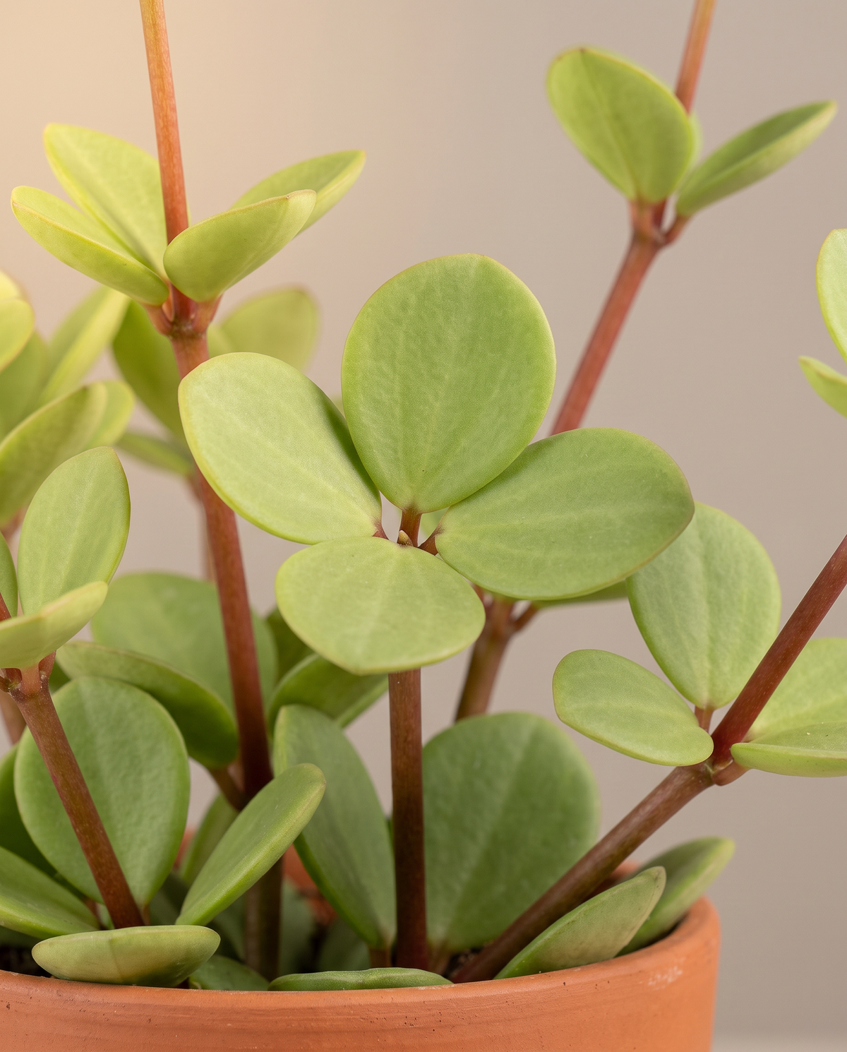 Peperomia Hope round leaf, close-up