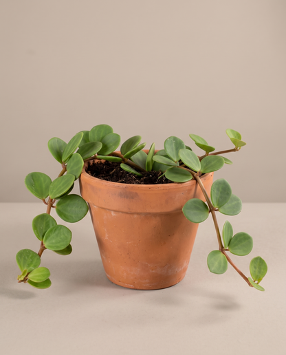 Peperomia Hope in a grow pot, three-quarter, Medium