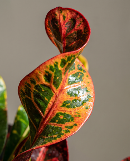 Mammy croton twisted leaf, close-up