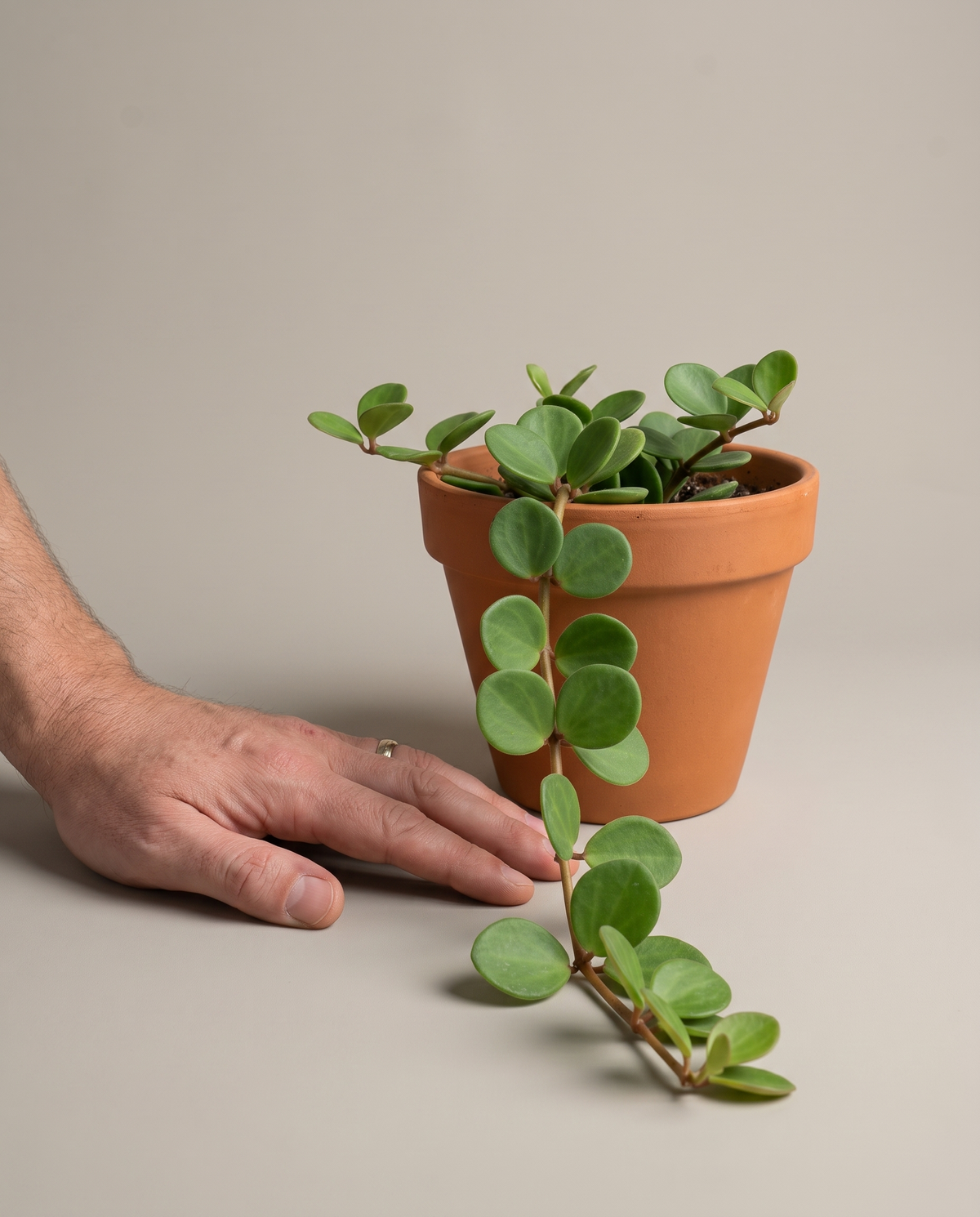 Peperomia Hope in a grow pot, hand for scale, Medium