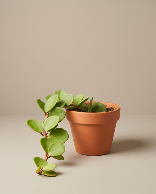 Peperomia Hope in a 6-inch grow pot, studio, trailing round leaves