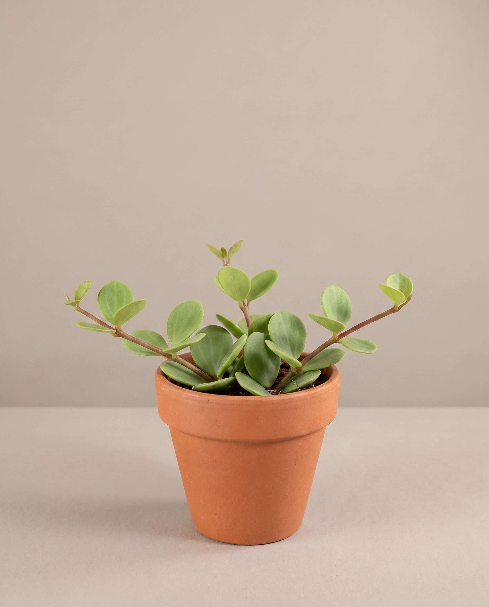 Peperomia Hope in a 4-inch grow pot, studio