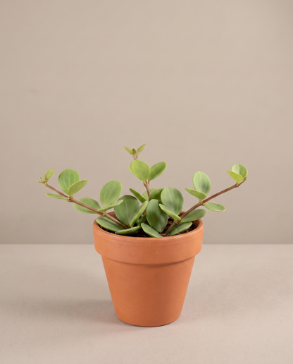 Peperomia Hope in a 4-inch grow pot, studio
