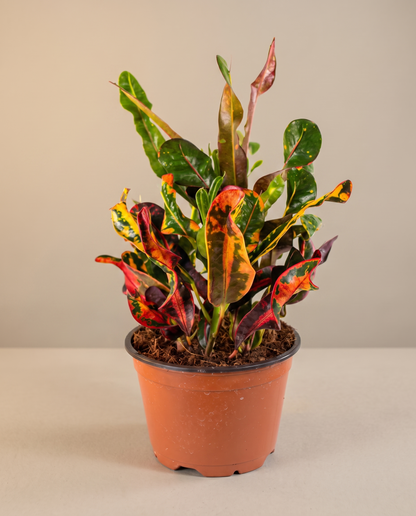 Mammy croton in a grow pot, three-quarter, Small