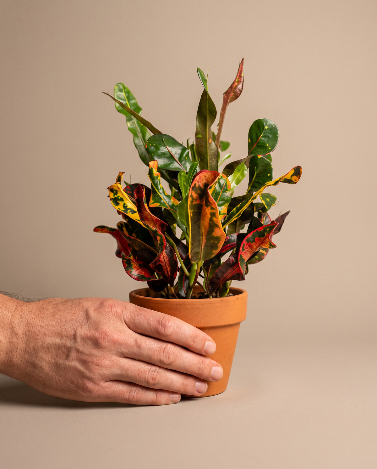 Mammy croton in a grow pot, hand for scale, Small