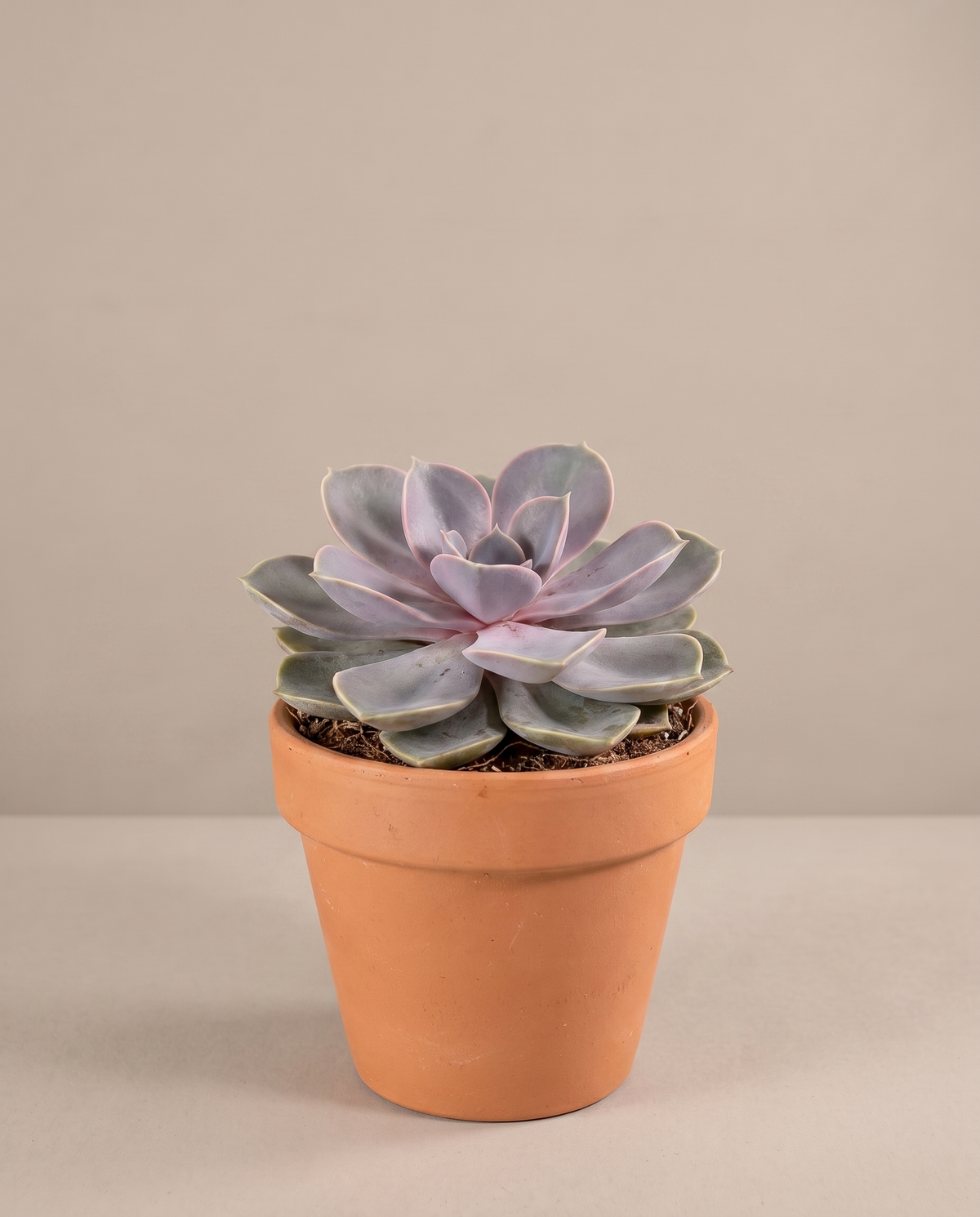 Single echeveria in a 2.25-inch grow pot, studio