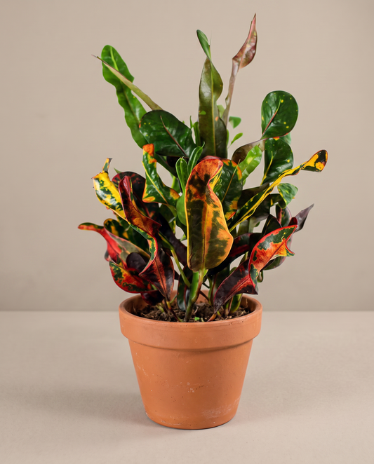 Mammy croton in a 4-inch grow pot, studio, twisted red and yellow leaves