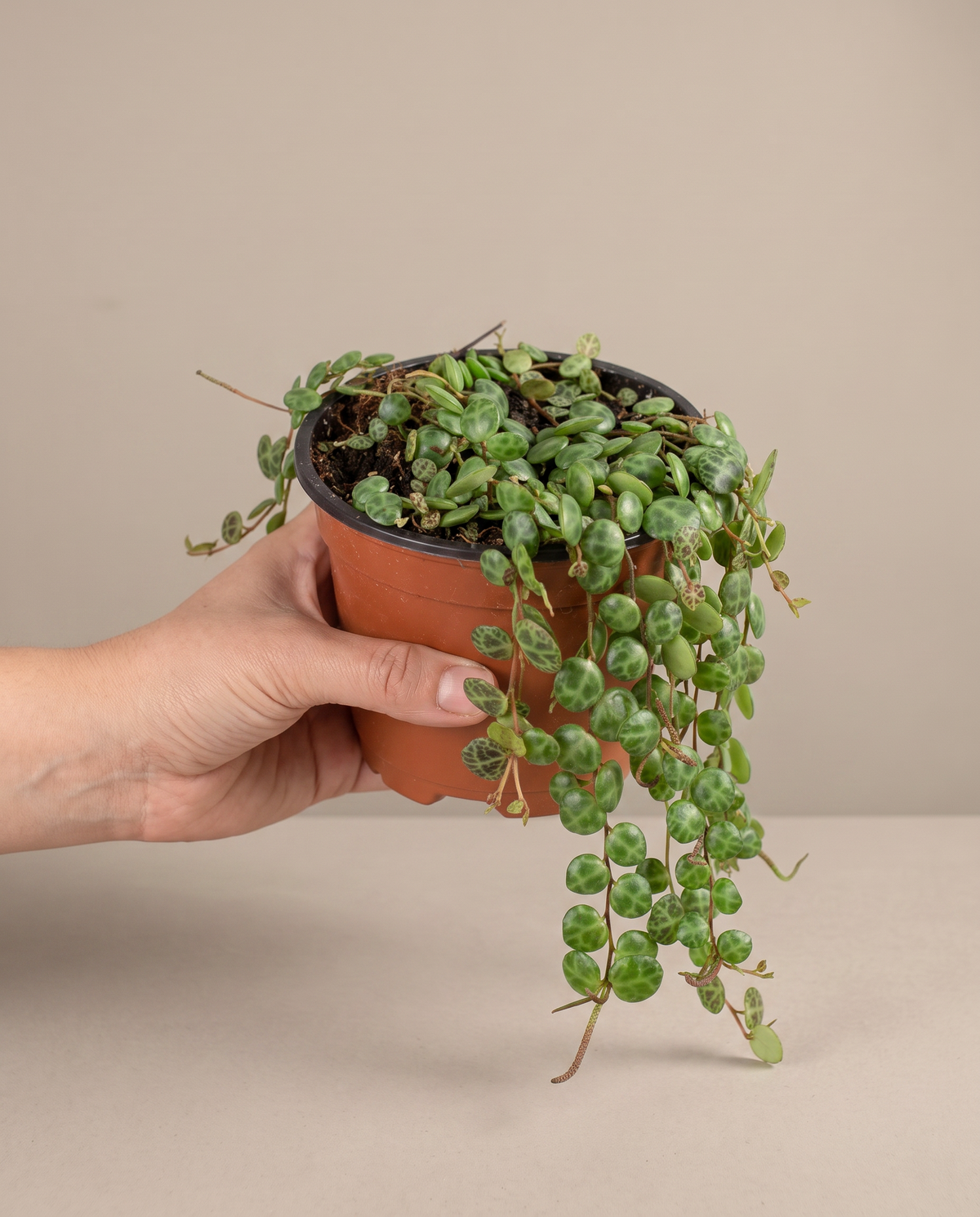 Hand beside a 4-inch String of Turtles in a grow pot