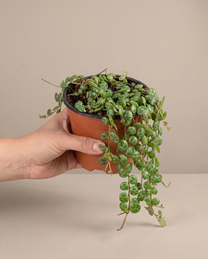 Hand beside a 4-inch String of Turtles in a grow pot