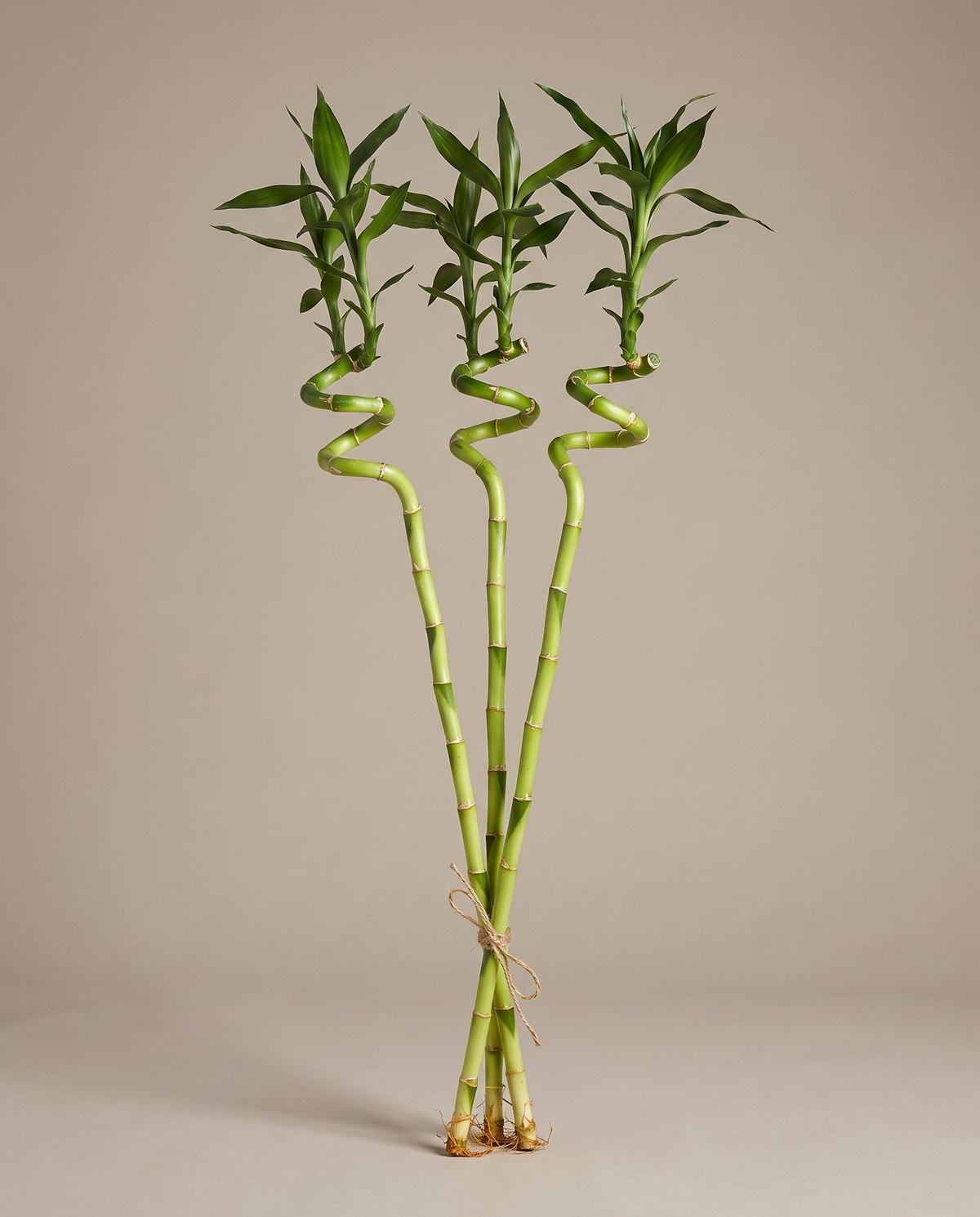 Three 3-foot spiral lucky-bamboo stalks, bare, studio