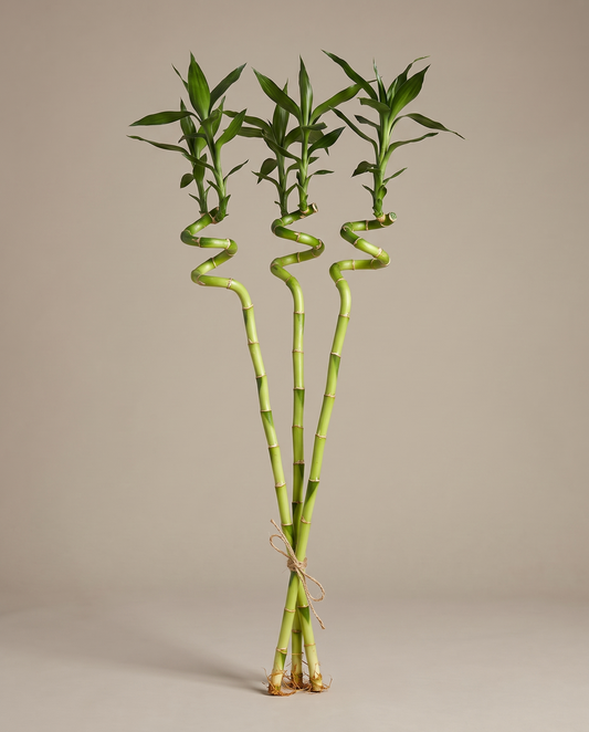Three 3-foot spiral lucky-bamboo stalks, bare, studio