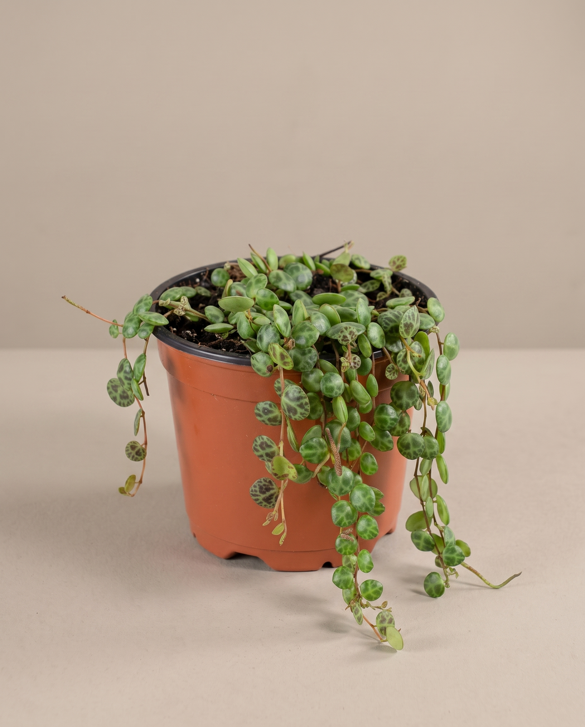 String of Turtles in a 4-inch grow pot, three-quarter studio