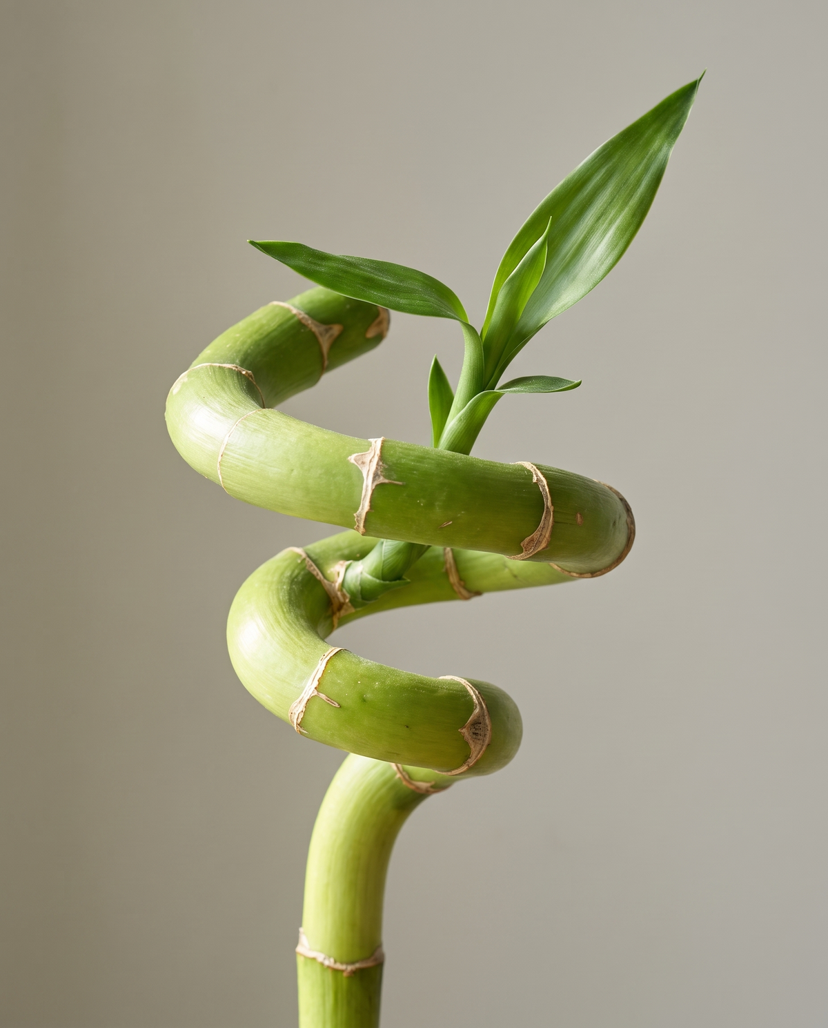 Spiral lucky-bamboo corkscrew cane and leaf, close-up