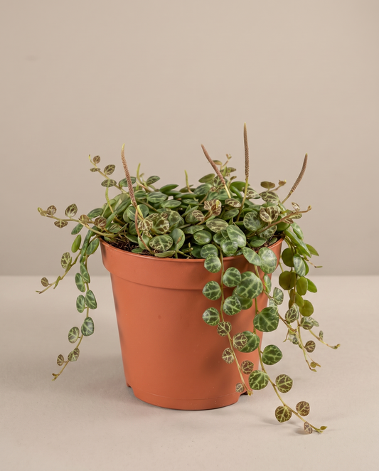 String of Turtles in a 4-inch grow pot, studio