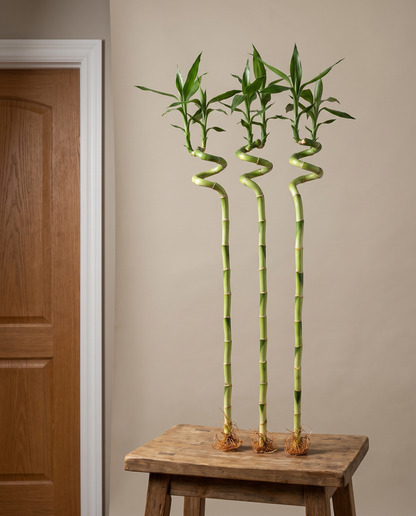 Three 3-foot spiral lucky-bamboo stalks on a stool by a doorway