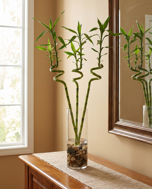 Three 3-foot spiral lucky bamboo in a tall glass vase on a console