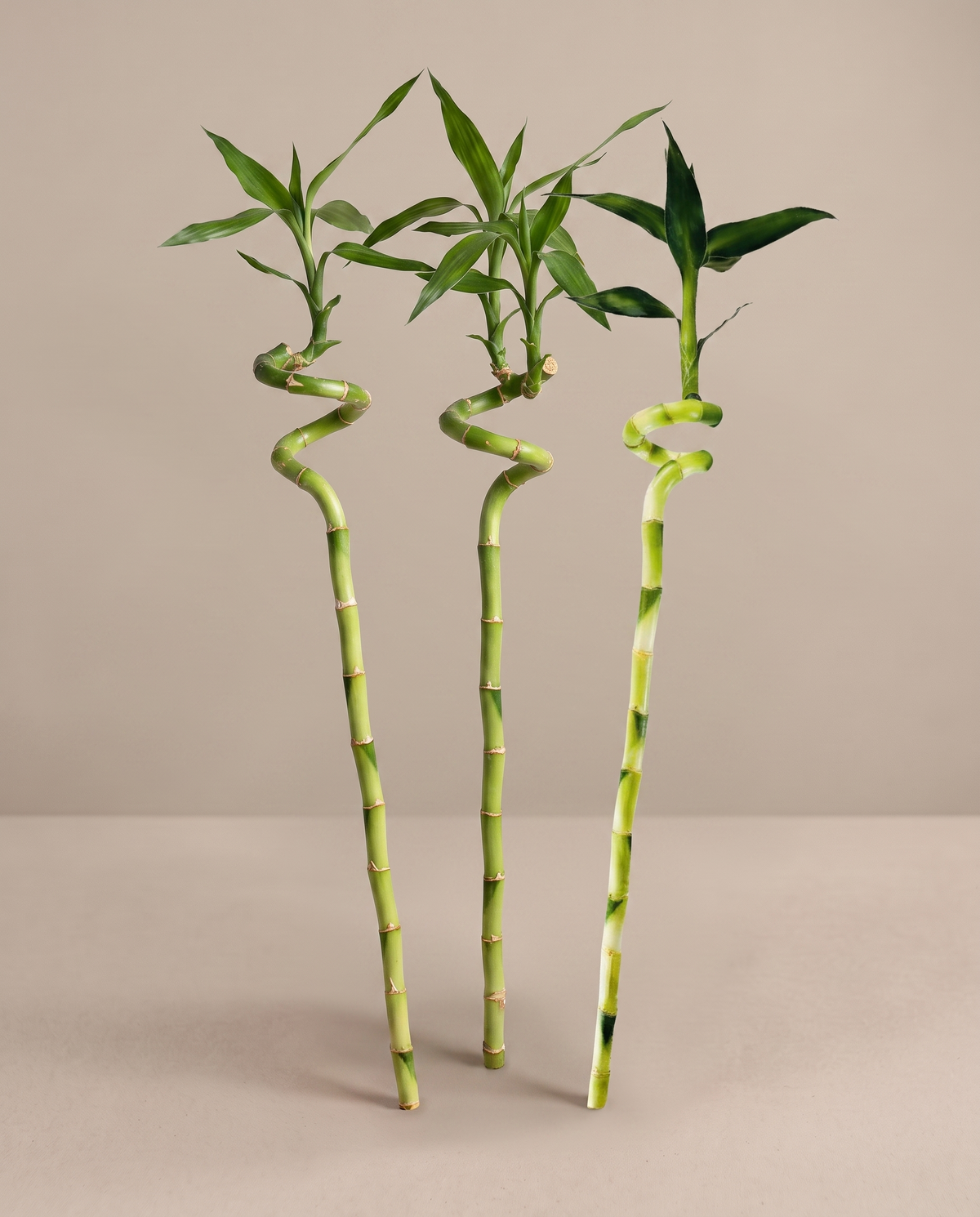 Three 3-foot spiral lucky-bamboo stalks, three-quarter studio