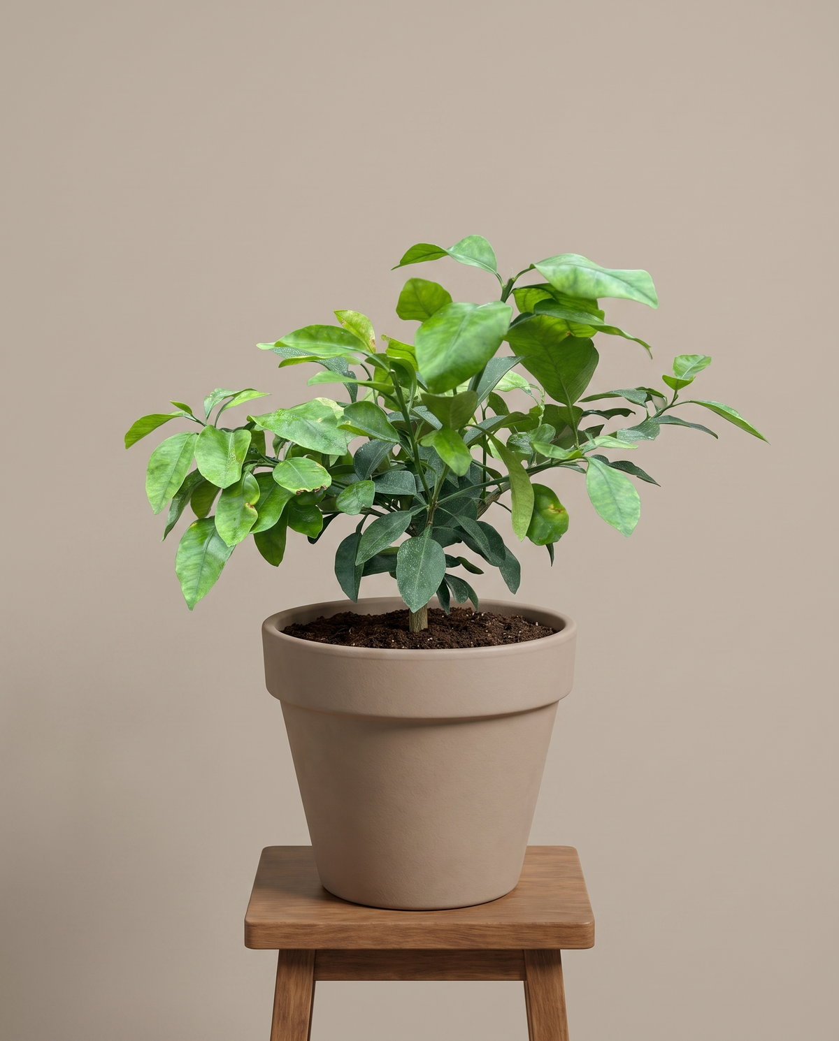Grapefruit in an 8-inch grow pot on a wood stool, studio
