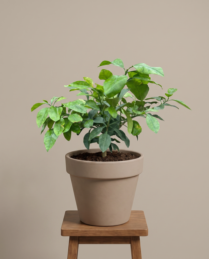 Grapefruit in an 8-inch grow pot on a wood stool, studio
