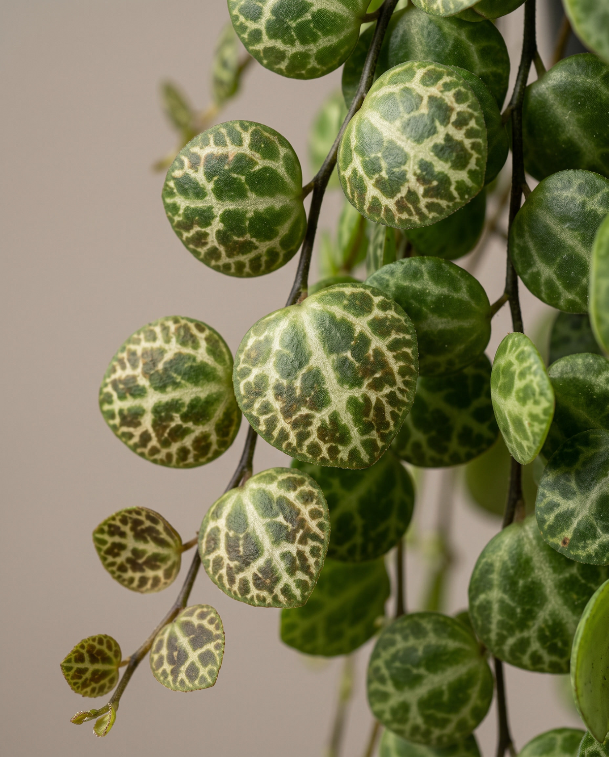 Turtle-shell Peperomia prostrata leaves, close-up