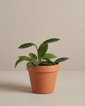 Hoya – Assorted Wax Plant