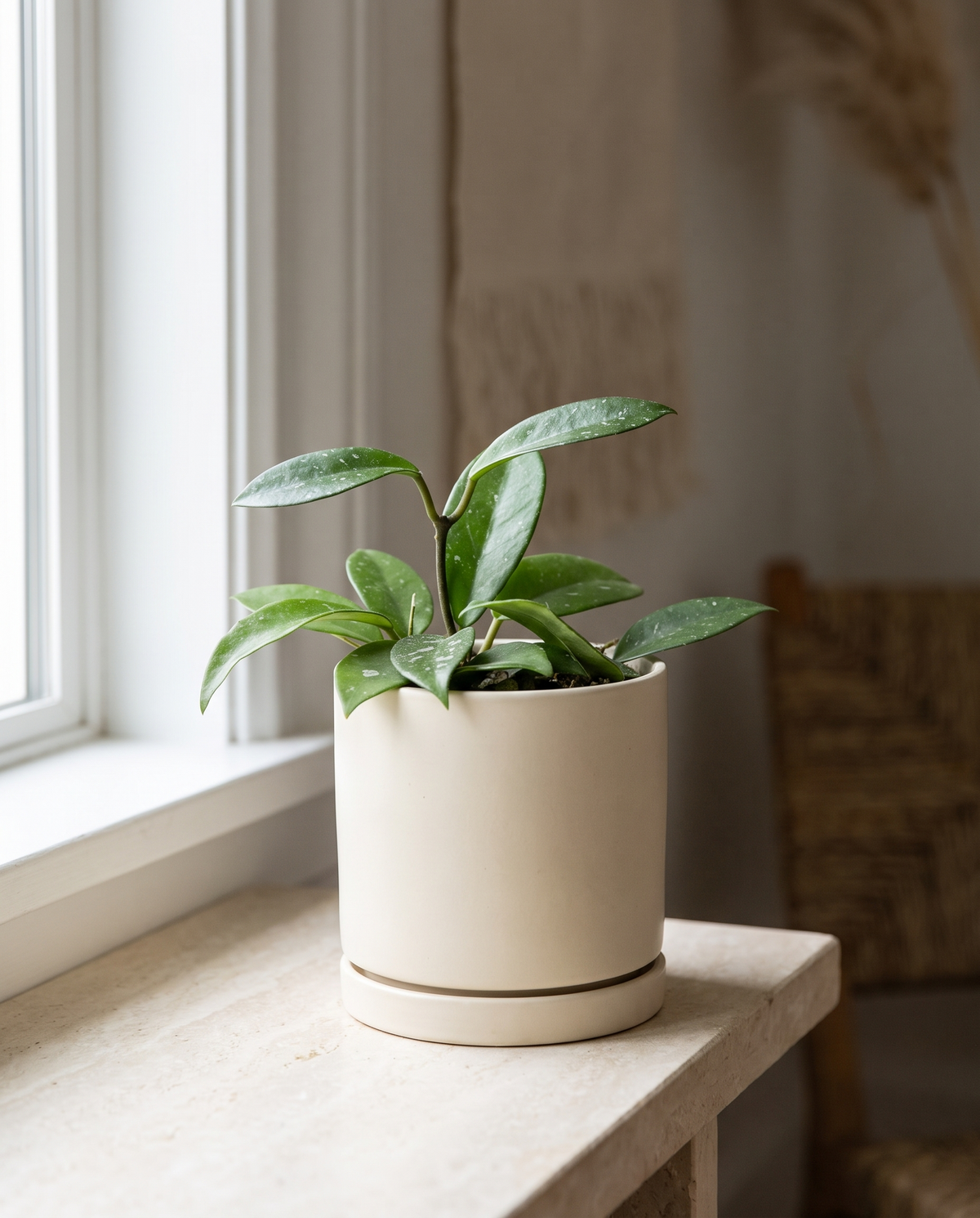 Assorted splash Hoya in a decorative ceramic, styled on a shelf