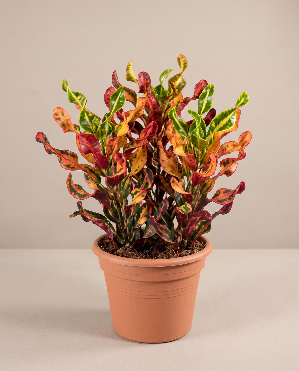 Mammy croton in a 6-inch grow pot, studio