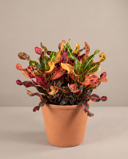 Mammy croton in a 10-inch grow pot, studio