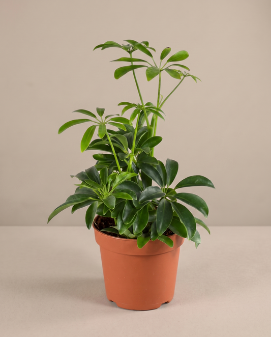 Dwarf umbrella tree in a 4-inch grow pot, studio, green