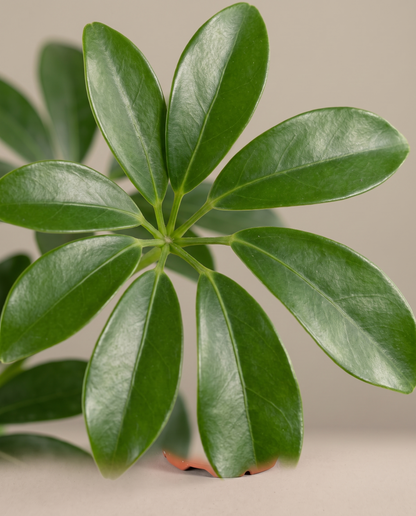 Dwarf umbrella tree leaflets, close-up