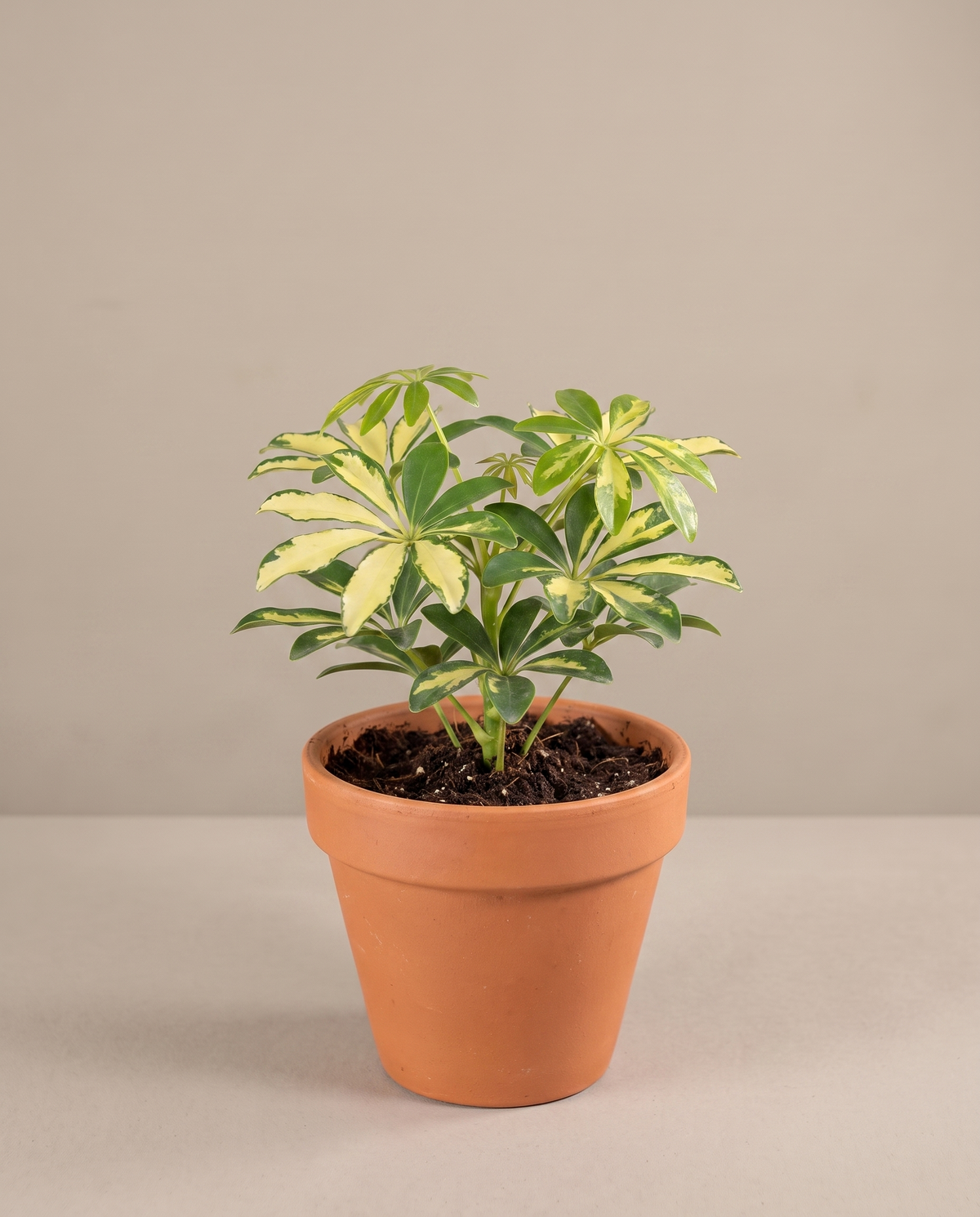 Variegated dwarf umbrella tree in a 4-inch grow pot, studio