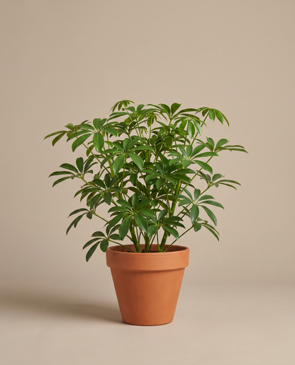 Dwarf umbrella tree in a 6-inch grow pot, studio
