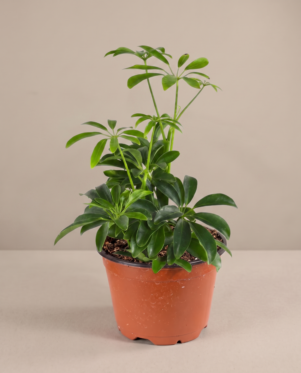 Dwarf umbrella tree in a grow pot, three-quarter, Small green