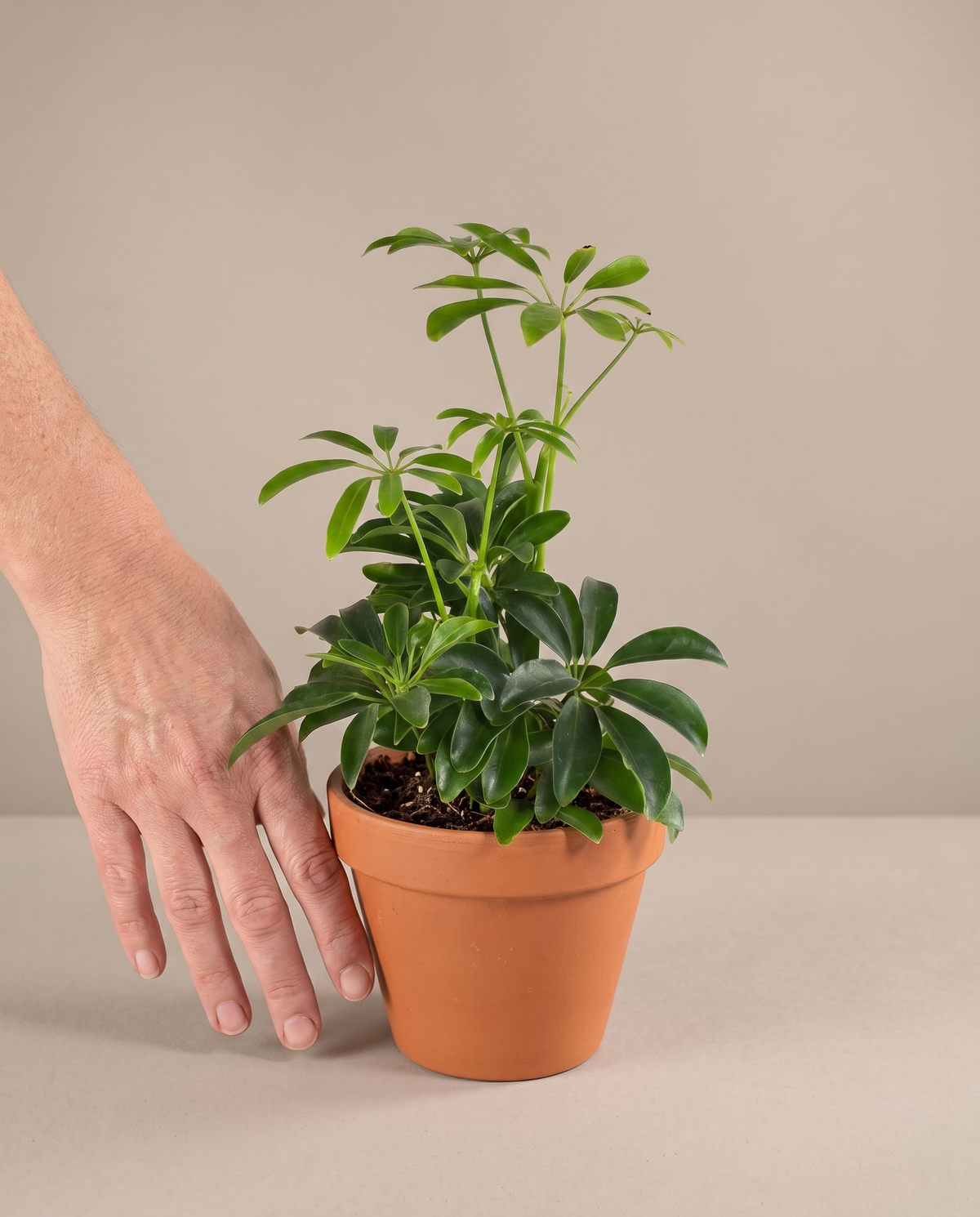 Dwarf umbrella tree in a grow pot, hand for scale, Small