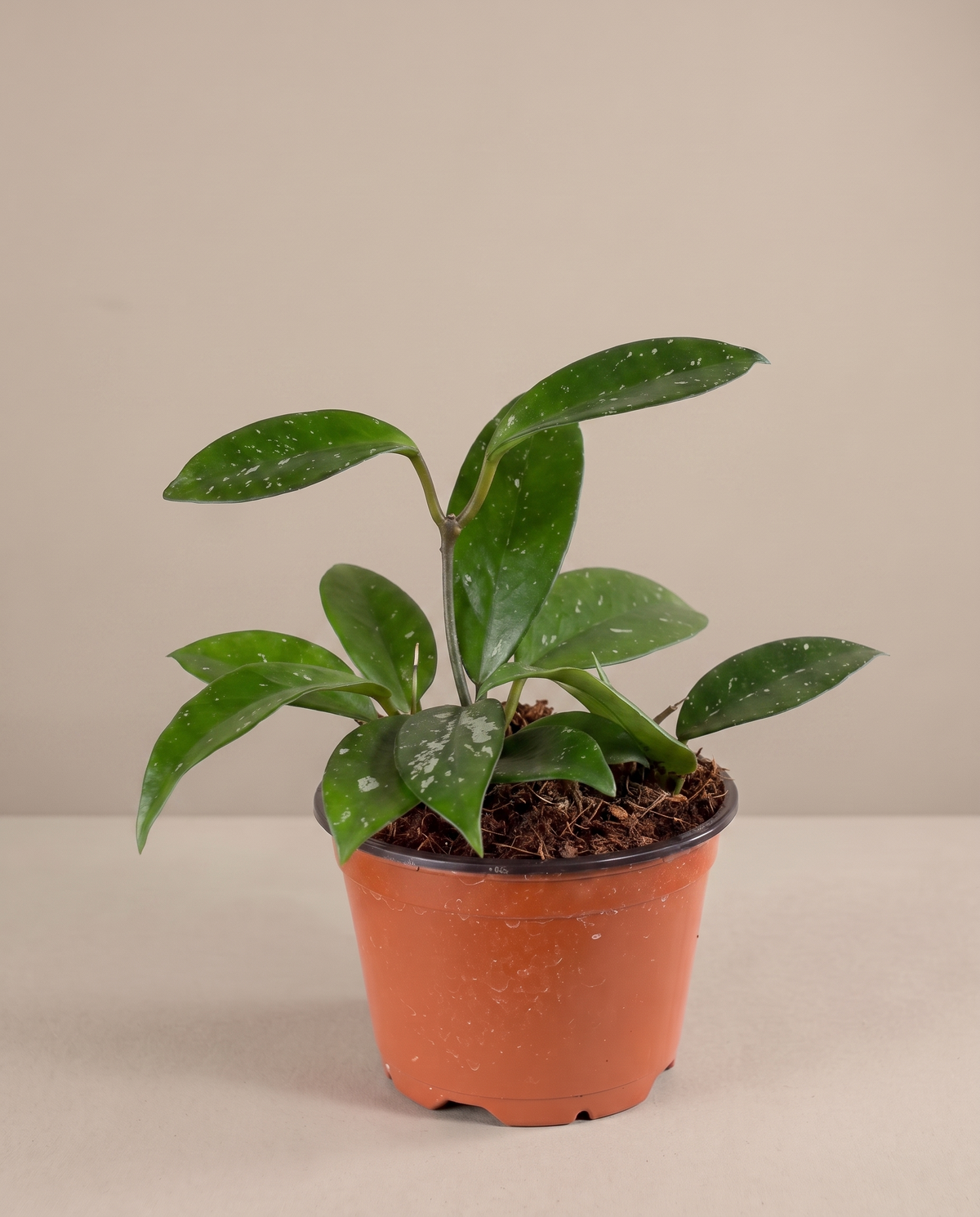 Assorted splash Hoya in a grow pot, three-quarter, studio